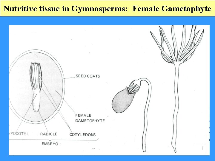 Nutritive tissue in Gymnosperms: Female Gametophyte 