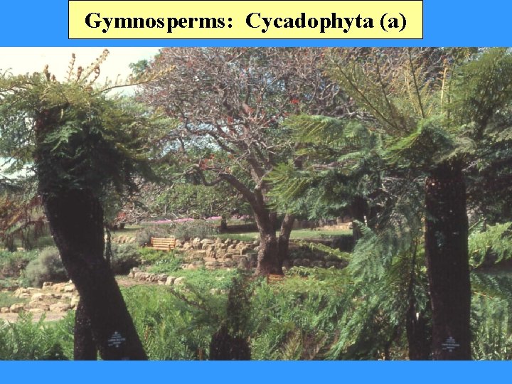 Gymnosperms: Cycadophyta (a) 