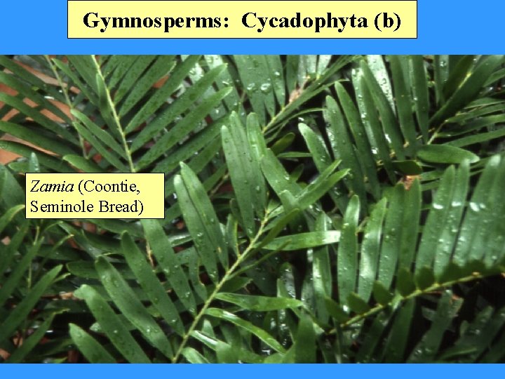 Gymnosperms: Cycadophyta (b) Zamia (Coontie, Seminole Bread) 