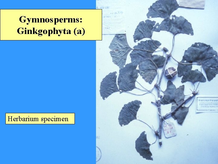 Gymnosperms: Ginkgophyta (a) Herbarium specimen 