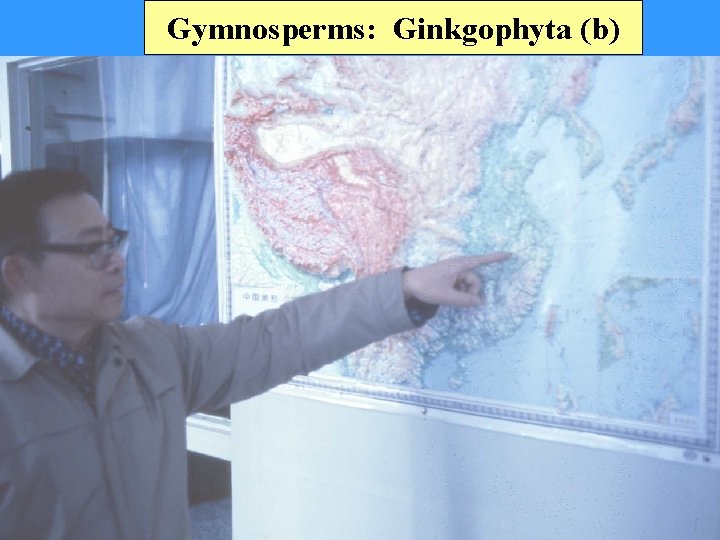 Gymnosperms: Ginkgophyta (b) 