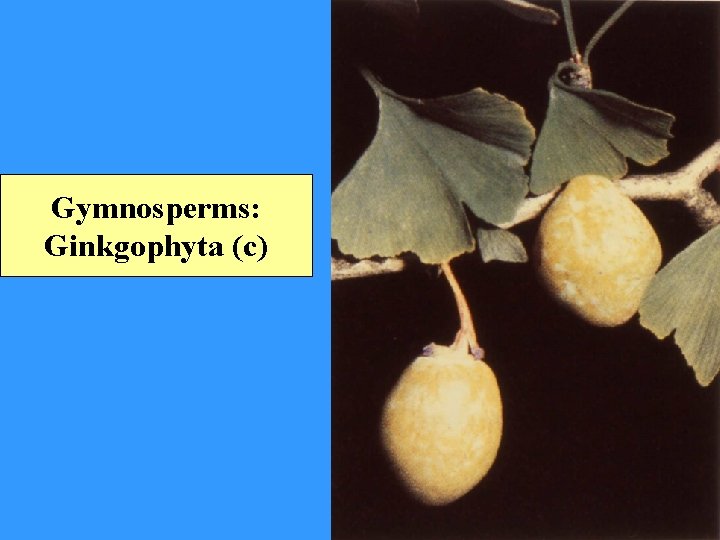 Gymnosperms: Ginkgophyta (c) 