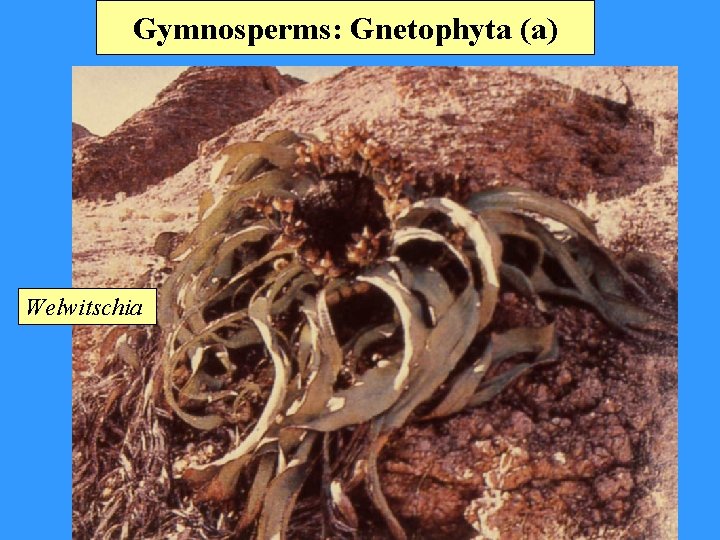 Gymnosperms: Gnetophyta (a) Welwitschia 