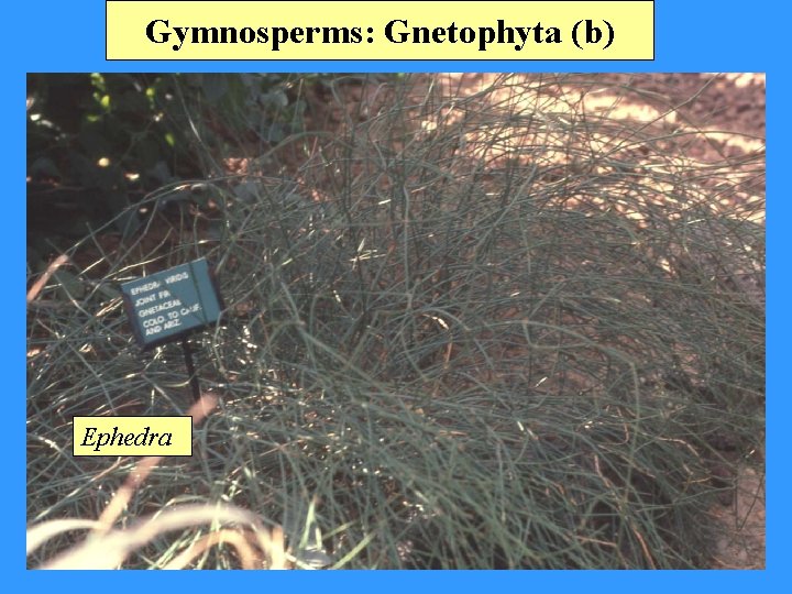 Gymnosperms: Gnetophyta (b) Ephedra 