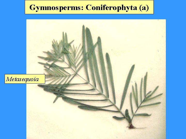 Gymnosperms: Coniferophyta (a) Metasequoia 