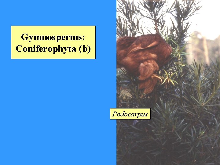 Gymnosperms: Coniferophyta (b) Podocarpus 
