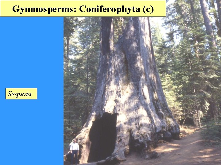 Gymnosperms: Coniferophyta (c) Sequoia 