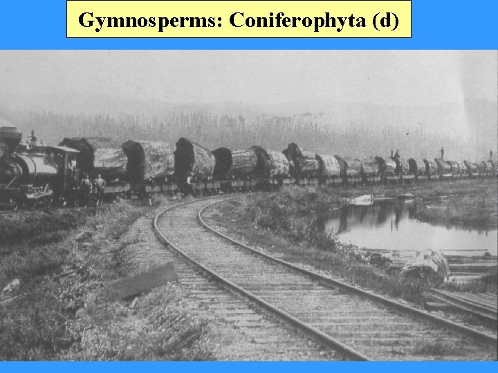 Gymnosperms: Coniferophyta (d) 