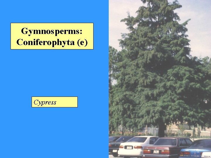 Gymnosperms: Coniferophyta (e) Cypress 