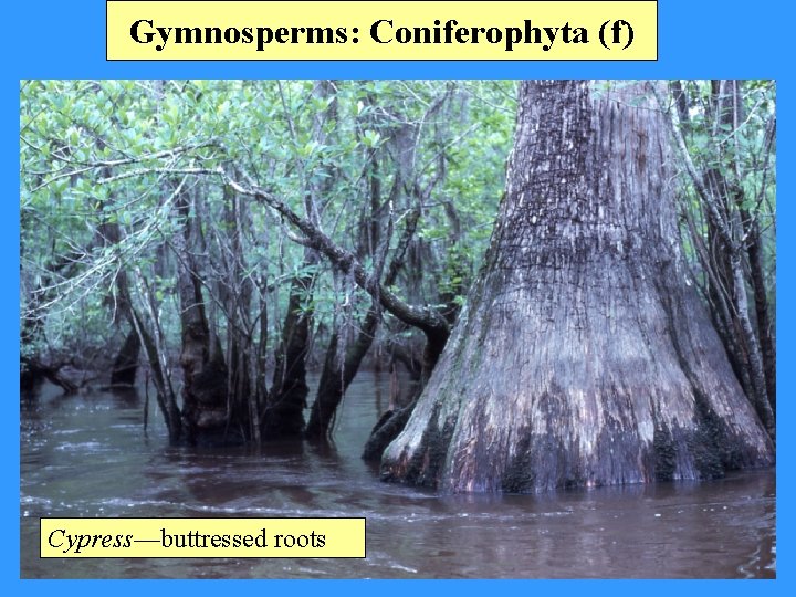 Gymnosperms: Coniferophyta (f) Cypress—buttressed roots 