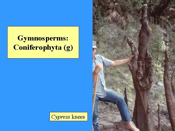 Gymnosperms: Coniferophyta (g) Cypress knees 