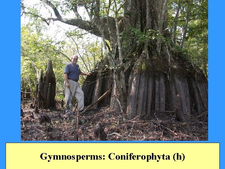 Gymnosperms: Coniferophyta (h) 