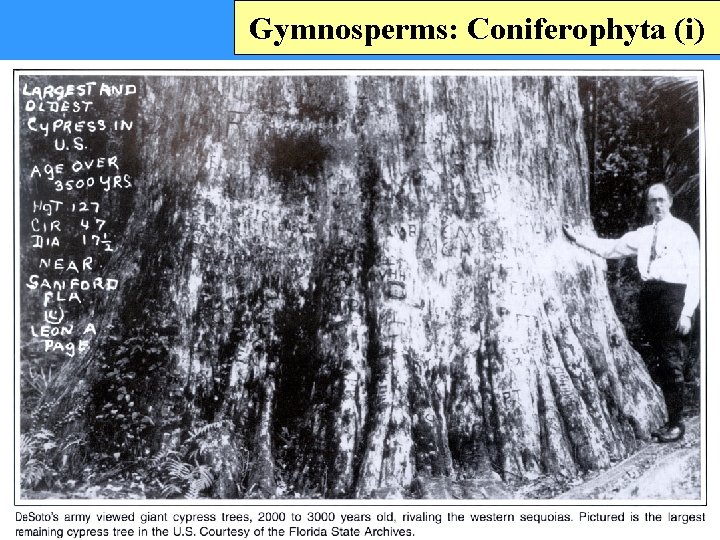 Gymnosperms: Coniferophyta (i) 