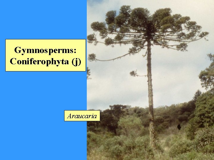 Gymnosperms: Coniferophyta (j) Araucaria 