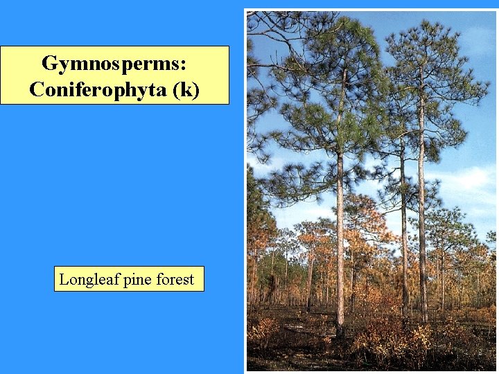 Gymnosperms: Coniferophyta (k) Longleaf pine forest 