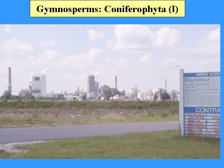 Gymnosperms: Coniferophyta (l) 