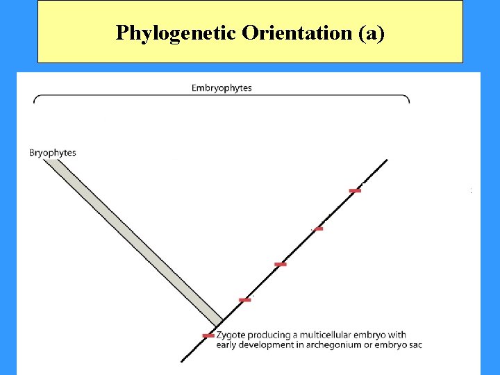 Phylogenetic Orientation (a) 