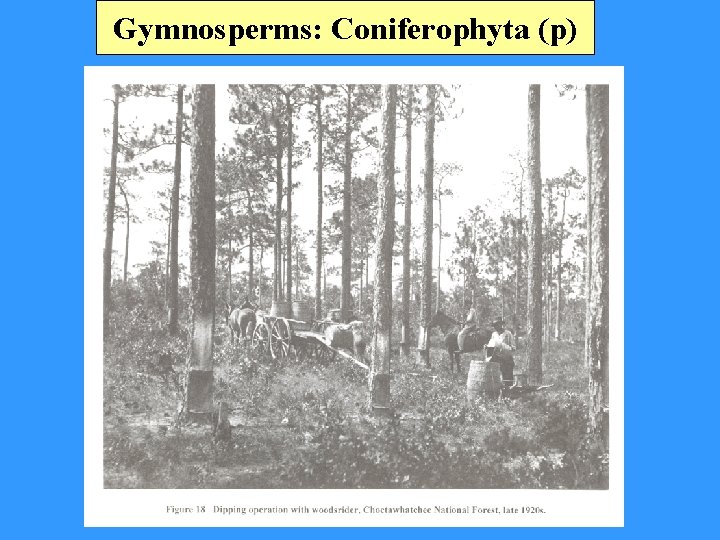 Gymnosperms: Coniferophyta (p) 