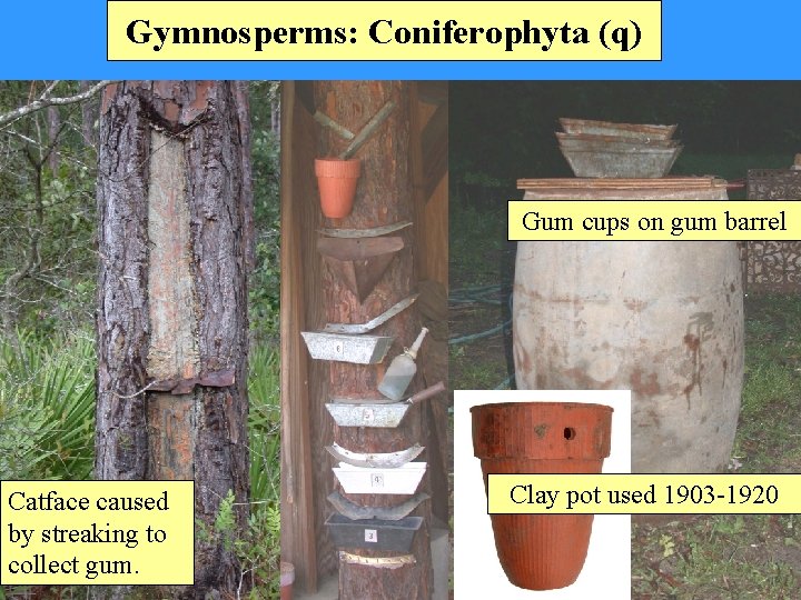 Gymnosperms: Coniferophyta (q) Gum cups on gum barrel Catface caused by streaking to collect