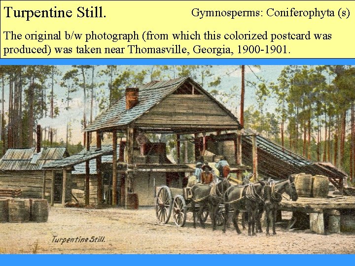 Turpentine Still. Gymnosperms: Coniferophyta (s) The original b/w photograph (from which this colorized postcard