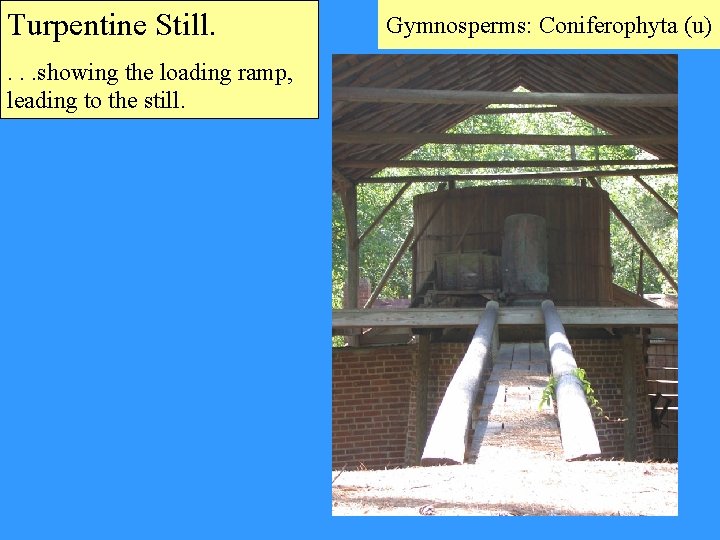 Turpentine Still. . showing the loading ramp, leading to the still. Gymnosperms: Coniferophyta (u)