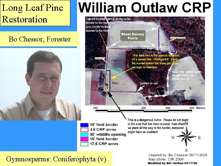 Long Leaf Pine Restoration Bo Chessor, Forester Gymnosperms: Coniferophyta (v) 