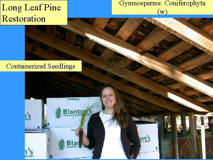 Long Leaf Pine Restoration Containerized Seedlings Gymnosperms: Coniferophyta (w) 