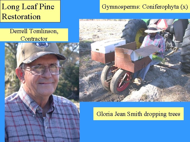 Long Leaf Pine Restoration Gymnosperms: Coniferophyta (x) Derrell Tomlinson, Contractor Gloria Jean Smith dropping