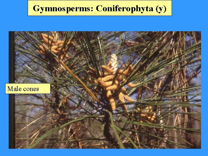 Gymnosperms: Coniferophyta (y) Male cones 