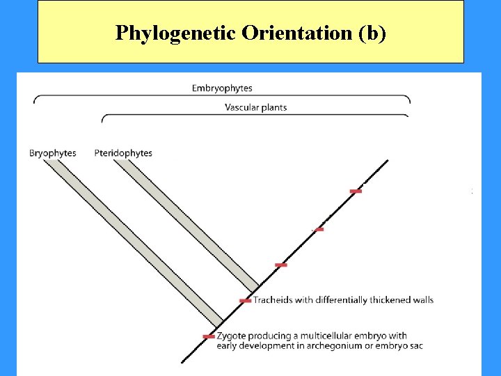 Phylogenetic Orientation (b) 