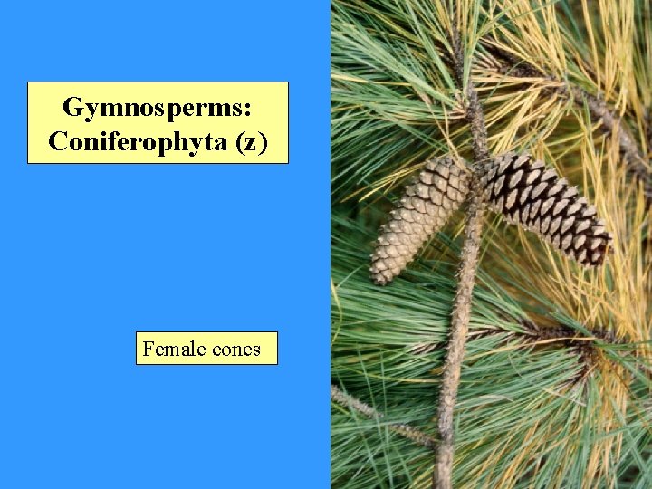Gymnosperms: Coniferophyta (z) Female cones 