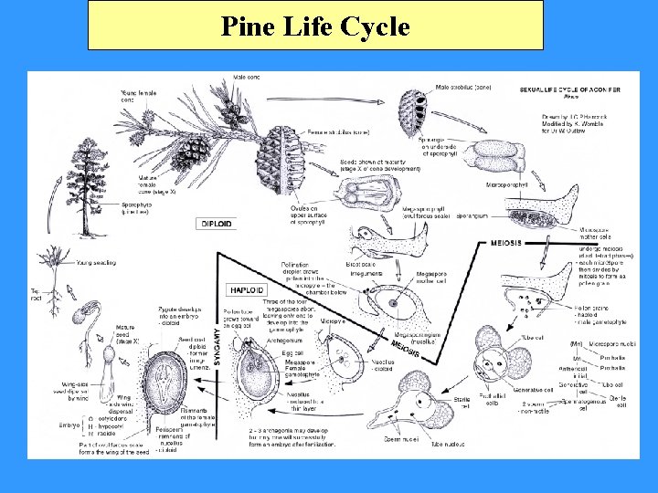 Pine Life Cycle 