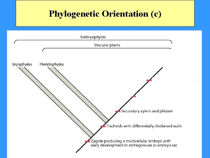 Phylogenetic Orientation (c) 