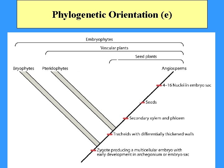 Phylogenetic Orientation (e) 