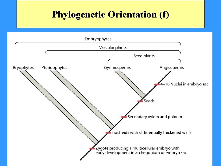 Phylogenetic Orientation (f) 