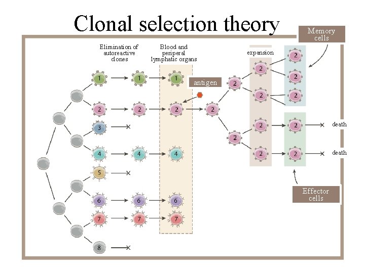 Clonal selection theory Elimination of autoreactive clones Blood and periperal lymphatic organs Memory cells