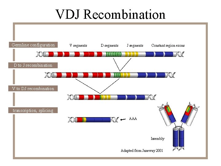 VDJ Recombination Germline configuration V segments D segments J segments Constant region exons D