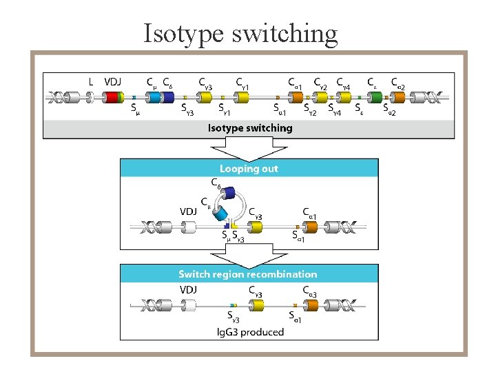 Isotype switching 