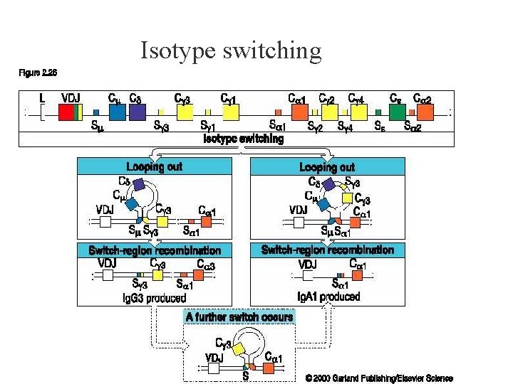 Isotype switching 