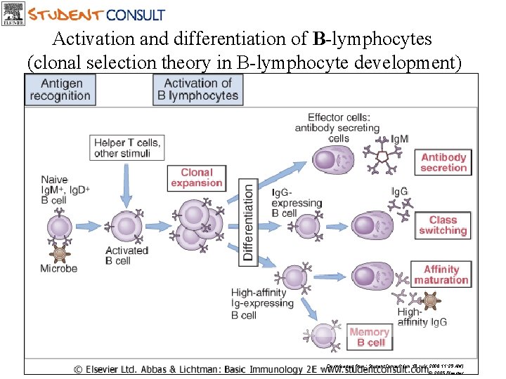 Activation and differentiation of B-lymphocytes (clonal selection theory in B-lymphocyte development) Downloaded from: Student.