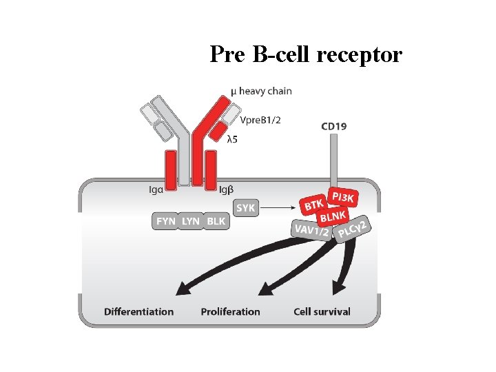 Pre B-cell receptor 
