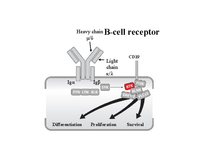 B-cell receptor Heavy chain μ/δ Light chain κ/λ Igα Differentiation CD 19 Igβ Proliferation