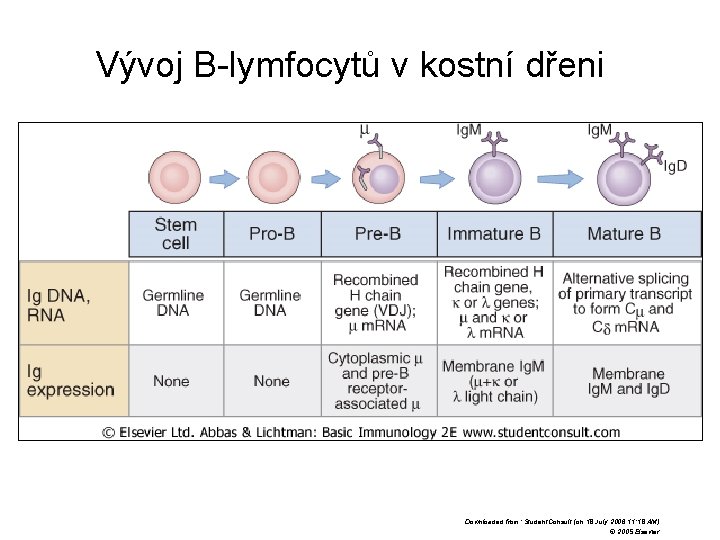 Vývoj B-lymfocytů v kostní dřeni Downloaded from: Student. Consult (on 18 July 2006 11: