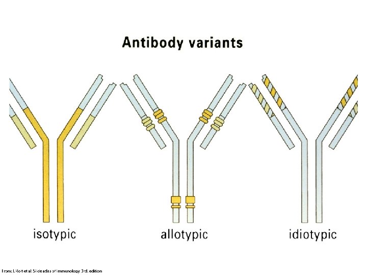 Downloaded from: Student. Consult (on 18 July 2006 11: 29 AM) © 2005 Elsevier