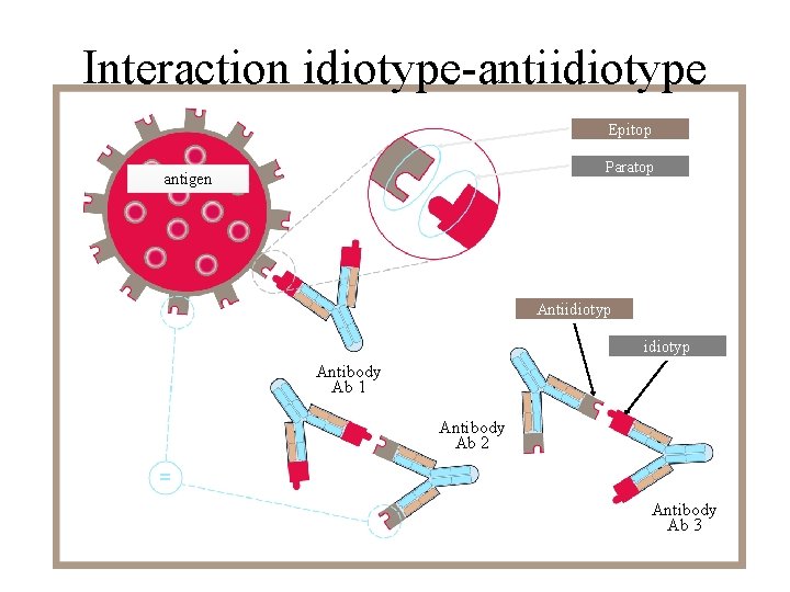 Interaction idiotype-antiidiotype Epitop Paratop antigen Antiidiotyp Antibody Ab 1 Antibody Ab 2 Antibody Ab