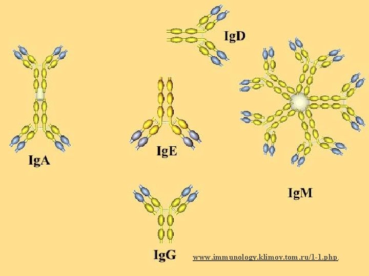 www. immunology. klimov. tom. ru/1 -1. php. 