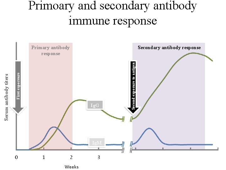 Primoary and secondary antibody immune response Ig. G Ig. M Weeks Second exposure to