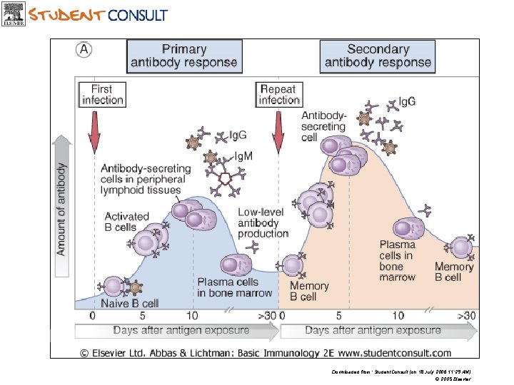 Downloaded from: Student. Consult (on 18 July 2006 11: 29 AM) © 2005 Elsevier