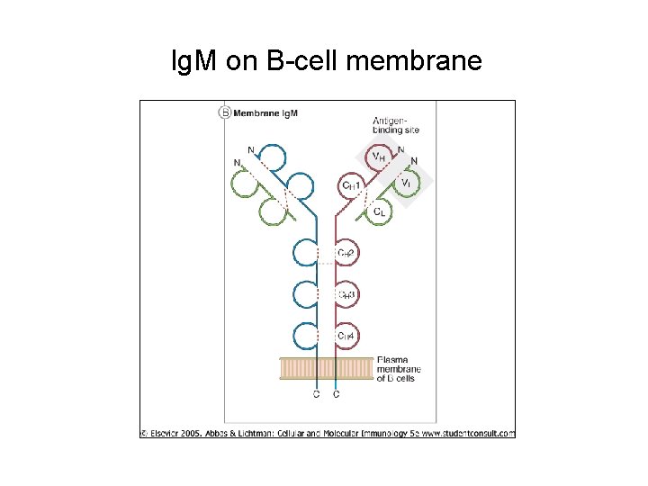 Ig. M on B-cell membrane 