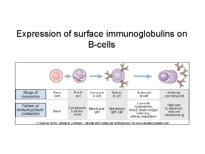 Expression of surface immunoglobulins on B-cells 